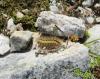 Acronicta euphorbiae